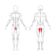 ADDUCTEURS - Gamme Evolution