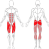 PRESSE A JAMBES 45 deg - Gamme Evolution | Mtraining