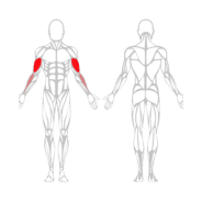 BICEPS - Gamme Tannac