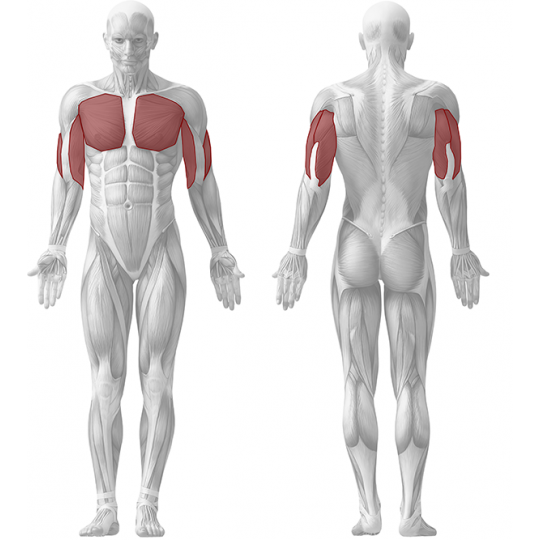 BANC INCLINÉ DÉVELOPPÉ OLYMPIQUE - Gamme Performance
