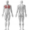 BXT52 - PECTORAUX DECLINE CONVERGENT